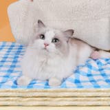 ペット用ブランケット ペット用マット ペット用お布団 | PlusNao | 詳細画像3 