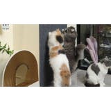 爪とぎシート カーペットタイプ 猫用 | PlusNao | 詳細画像3 
