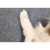 爪とぎシート カーペットタイプ 猫用 | PlusNao | 詳細画像8