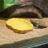 小動物用食器 爬虫類用品 両生類 | PlusNao | 詳細画像2