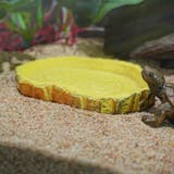 小動物用食器 爬虫類用品 両生類 | PlusNao | 詳細画像4
