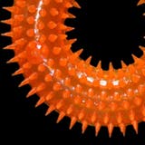 犬用おもちゃ 噛むおもちゃ 犬用 | PlusNao | 詳細画像8 