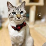 猫用首輪 ねこ ペット用品 | PlusNao | 詳細画像19 