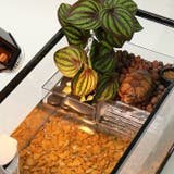 亀 浮島 飼育ケース | PlusNao | 詳細画像2 