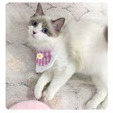 ペット用スタイ ペット用ビブ ペット用涎掛け | PlusNao | 詳細画像9 