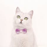 首輪 カラー 猫 | PlusNao | 詳細画像3 