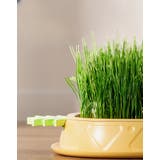 猫草プランター 猫草ポット 猫草ボックス | PlusNao | 詳細画像5 