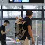 ペット用キャリーバッグ おんぶ紐 抱っこひも | PlusNao | 詳細画像11 