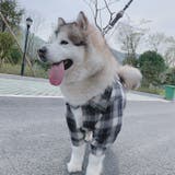 ペットウェア カジュアルシャツ 飼い主とお揃い | PlusNao | 詳細画像2 