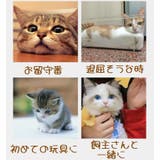 猫用おもちゃ キャットトイ ボール | PlusNao | 詳細画像10