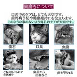 ペット用 歯ブラシ デンタルケア | PlusNao | 詳細画像9 