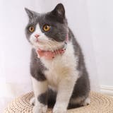 首輪 カラー ペット用チョーカー | PlusNao | 詳細画像4 