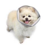 エリザベスカラー 犬用 小型犬 | PlusNao | 詳細画像3 