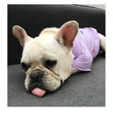 ペット用 犬猫兼用 Tシャツ | PlusNao | 詳細画像7 