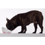 ペット用食器 フードボウル 犬用食器 | PlusNao | 詳細画像2
