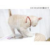 ペット用IDカプセル 猫用 犬用 | PlusNao | 詳細画像3