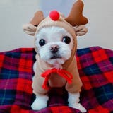 ドッグウェア 犬の服 パーカー | PlusNao | 詳細画像10