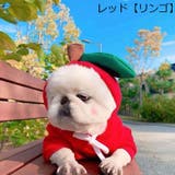 ドッグウェア 犬の服 パーカー | PlusNao | 詳細画像13