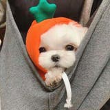 ドッグウェア 犬の服 パーカー | PlusNao | 詳細画像5
