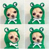 ドッグウェア 犬の服 パーカー | PlusNao | 詳細画像7
