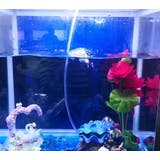 エアレーション用オブジェ エアレーションオーナメント アクアリウム用品 | PlusNao | 詳細画像8 