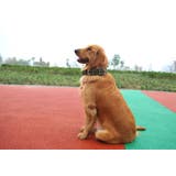 ペット 首輪 犬 | PlusNao | 詳細画像3