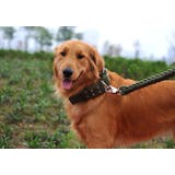 ペット 首輪 犬 | PlusNao | 詳細画像6