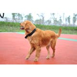 ペット 首輪 犬 | PlusNao | 詳細画像7