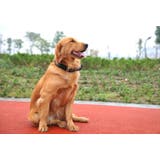 ペット 首輪 犬 | PlusNao | 詳細画像8