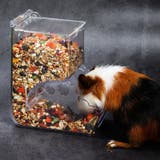 小動物用食器 小動物用エサ入れ 自動給餌器 | PlusNao | 詳細画像3