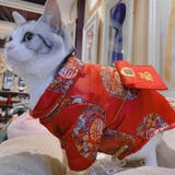 ドッグウェア チャイナ服 犬服 | PlusNao | 詳細画像11 