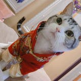 ドッグウェア チャイナ服 犬服 | PlusNao | 詳細画像12 