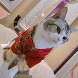 ドッグウェア チャイナ服 犬服 | PlusNao | 詳細画像13 