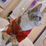 ドッグウェア チャイナ服 犬服 | PlusNao | 詳細画像14 