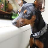 首輪 犬用 小型犬 | PlusNao | 詳細画像2