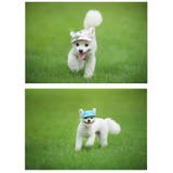 犬用キャップ 帽子 ペット用品 | PlusNao | 詳細画像2 