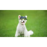 犬用キャップ 帽子 ペット用品 | PlusNao | 詳細画像4 