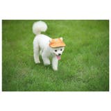 犬用キャップ 帽子 ペット用品 | PlusNao | 詳細画像5 