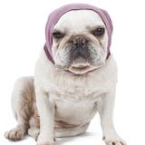 ペット用マフラー ペット用品 犬用 | PlusNao | 詳細画像6 