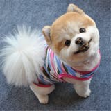犬服 ドッグウェア 犬用ウェア | PlusNao | 詳細画像2 