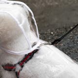 ペット用レインコート レインコート ペットグッズ | PlusNao | 詳細画像4 