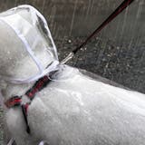 ペット用レインコート レインコート ペットグッズ | PlusNao | 詳細画像5 