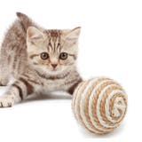 猫用おもちゃ 4個セット ペット用おもちゃ | PlusNao | 詳細画像3
