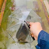 ペット用傘 透明傘 ビニール傘 | PlusNao | 詳細画像2 