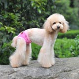 犬用 サニタリーパンツ サニタリーショーツ | PlusNao | 詳細画像4 