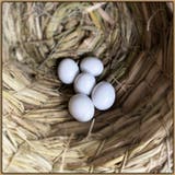 偽卵 擬卵 4個セット | PlusNao | 詳細画像2