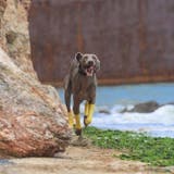 犬用靴下 犬用レッグウォーマー 4枚組 | PlusNao | 詳細画像2 