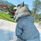 ジャンパー ブルゾン ウィンドブレーカー | PlusNao | 詳細画像4