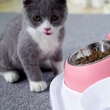 ペット用食器 フードボール フードボウル | PlusNao | 詳細画像2 
