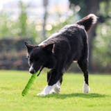 犬用おもちゃ 噛むオモチャ ラバートイ | PlusNao | 詳細画像2